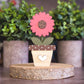 Potted Gerbera