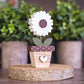 Potted Gerbera