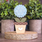 Potted Hydrangea