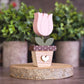 Potted Tulip