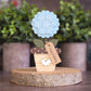 Potted Hydrangea