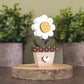 Potted daisy