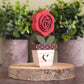 Potted Rose