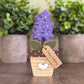 Potted larkspur