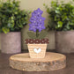 Potted larkspur