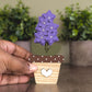 Potted larkspur