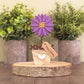 Aster - September birth flower