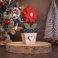 Poinsettia